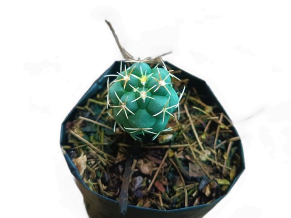 Frek's Collection: Thelocactus Hexaedrophorus - Unearth Enchanting Desert Gems