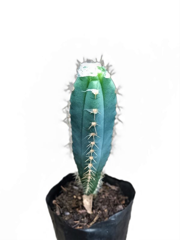 Nature's Resilience in Your Home: Discover Pilosocereus Décor Exclusively on Frek
