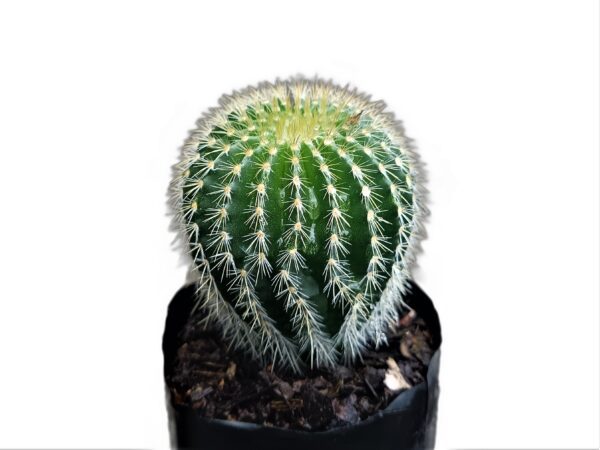 Desert Gemstones: Parodia Leninghausi Radiance Series