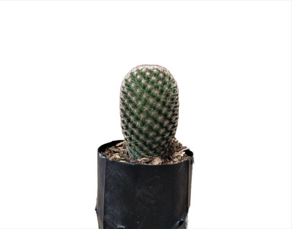 buy mammillaria cactus online