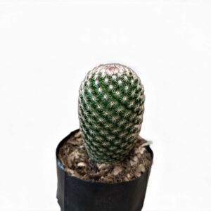 mammillaria cactus plant