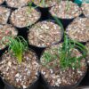 Albuca Spiralis Frizzle Sizzle-Exotic Rare Succulent Plant at Frek - Don't Miss Out! - Image 5