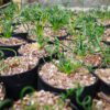 Albuca Spiralis Frizzle Sizzle-Exotic Rare Succulent Plant at Frek - Don't Miss Out! - Image 4