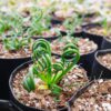 Albuca Spiralis
