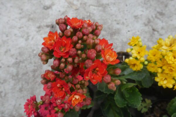 Buy Kalanchoe Plant Online In India