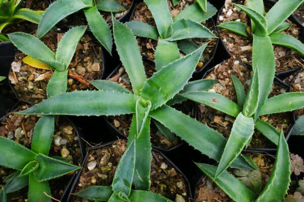 agave