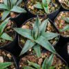 agave