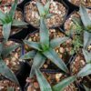 Fernandes Agave Delight: Available Now on Frek! - Image 4
