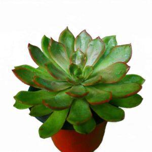 Echeveria Pulidonis Hybrid: A Stunning Succulent Blend with Rosette Formation