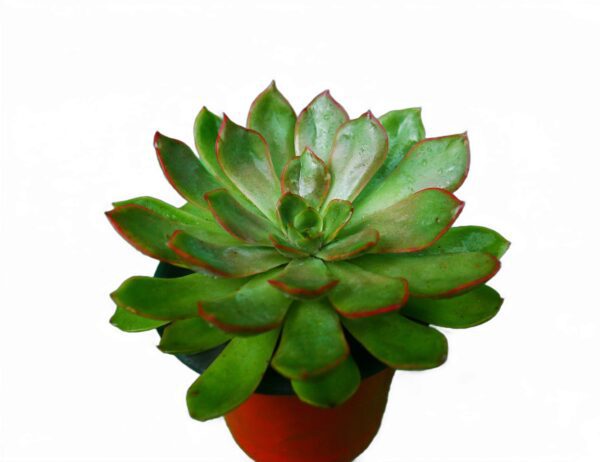 Echeveria Pulidonis Hybrid: A Stunning Succulent Blend with Rosette Formation