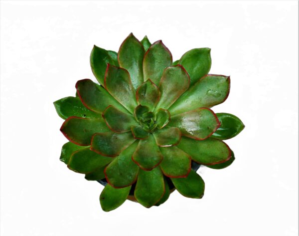 Close-up of Echeveria Pulidonis Hybrid's Blue-Green Rosettes with Delicate Edges