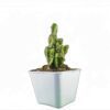 Vibrant Green Acanthocereus Tetragonus: Fairy Castle Cactus