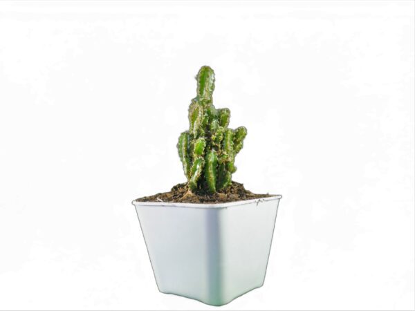 Vibrant Green Acanthocereus Tetragonus: Fairy Castle Cactus