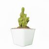 Decorate Your Space with Fairy Castle Cactus from Frek's Collection