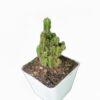 Fairy Castle Cactus: A Unique and Charming Desert Plant