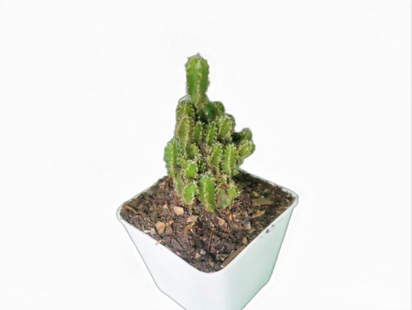 Fairy Castle Cactus: A Unique and Charming Desert Plant