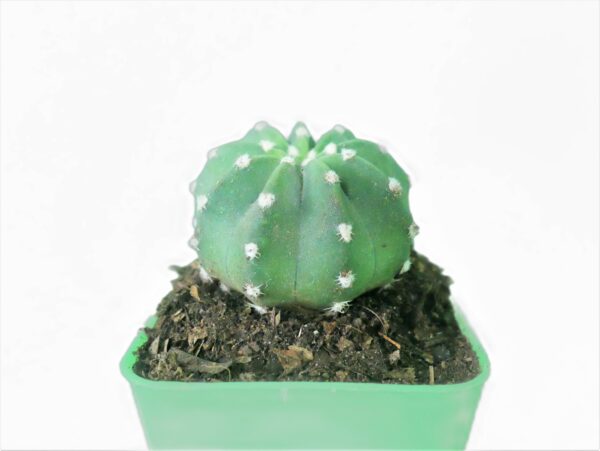 Nature's Beauty: Experience the allure of the Easter Lily Cactus at Frek: https://frek.in/shop/