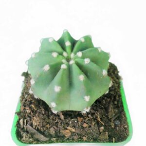Garden Marvel: Get the Easter Lily Cactus for your collection at Frek: https://frek.in/shop/