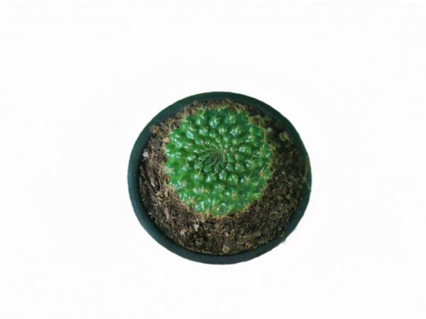 Elegant Euphoria: Rebusia Marsonerii Cactus Collection