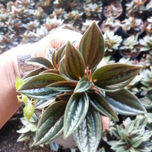 peperomia russo