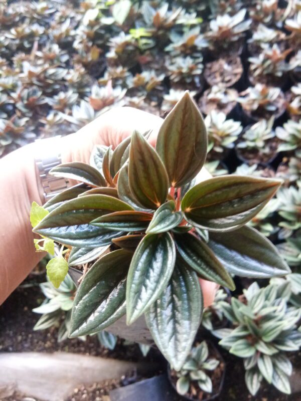 peperomia russo