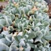 Topsy Turvy Echeveria Succulent – Buy at Lowest Price Online - Unbeatable Savings! - Image 2