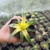 Dyckia Brevifolia Moonglow - Grab Yours at Frek Today! - Image 3