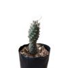 A vibrant photograph capturing a thriving Tephrocactus Strobiliformis Cactus, bathed in dappled sunlight, exemplifying its low-maintenance nature and distinctive beauty.