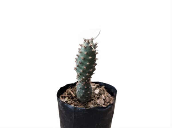 A vibrant photograph capturing a thriving Tephrocactus Strobiliformis Cactus, bathed in dappled sunlight, exemplifying its low-maintenance nature and distinctive beauty.