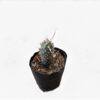 An image highlighting the distinctive, flattened disc-shaped stems of the Tephrocactus Strobiliformis Cactus, adorned with delicate white spines.
