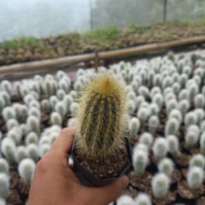 Pilosocerus cactus