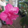 All-Season Flowering Plant: Azalea Belgian Stripe – Order Now for a Blooming Delight