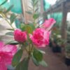 All-Season Flowering Plant: Azalea Belgian Stripe – Order Now for a Blooming Delight - Image 3