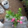 All-Season Flowering Plant: Azalea Belgian Stripe – Order Now for a Blooming Delight - Image 4