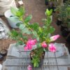 All-Season Flowering Plant: Azalea Belgian Stripe – Order Now for a Blooming Delight - Image 5