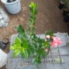 Azalea Southern Aurora - Buy at Lowest Price, Hurry Before the Offer Ends! - Image 2