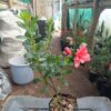 Azalea Southern Aurora - Buy at Lowest Price, Hurry Before the Offer Ends! - Image 4