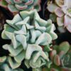 Topsy Turvy Echeveria Succulent – Buy at Lowest Price Online - Unbeatable Savings! - Image 3