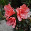 Azalea Flower plant