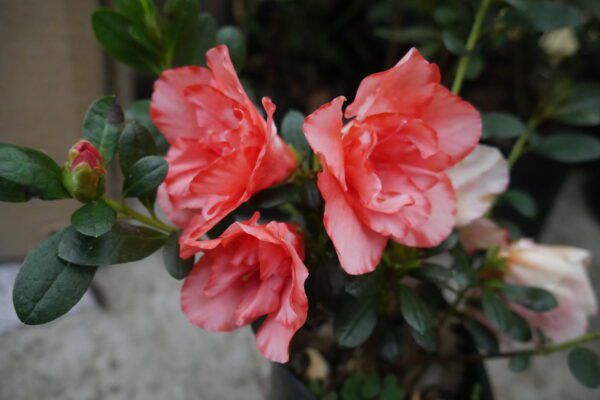 Azalea Flower plant