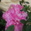 All-Season Flowering Plant: Azalea Belgian Stripe – Order Now for a Blooming Delight - Image 2