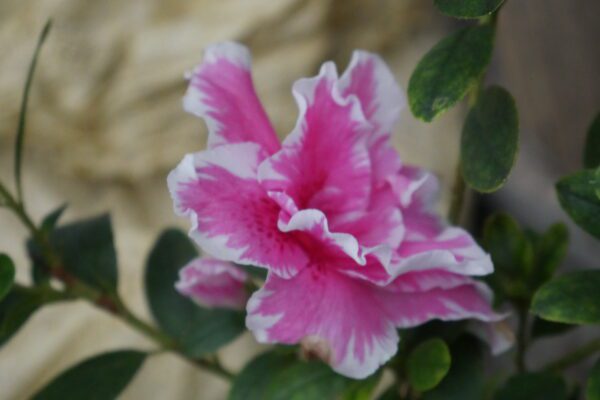 azalea plant