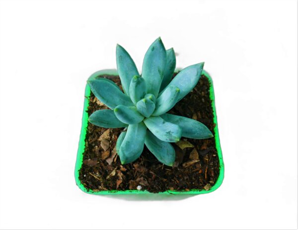 Pachyphytum hookeri succulent in a decorative pot, a delightful addition to any collection.