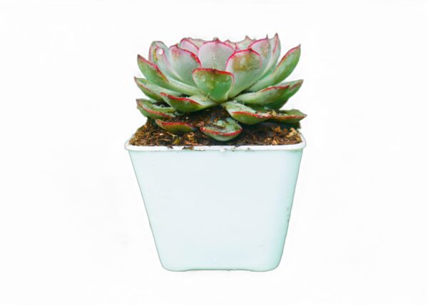 echeveria pulidonis hybrid succulent plant