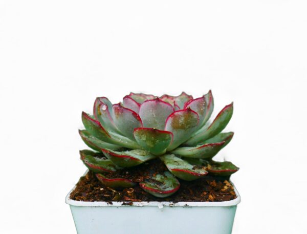 Echeveria succulent plant