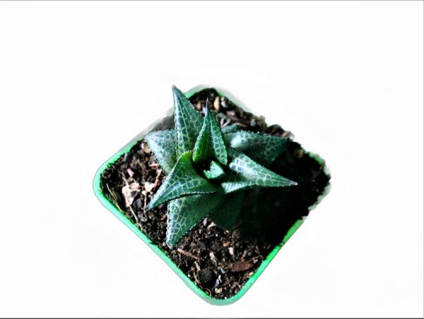 Buy Haworthiopsis Tessellata