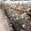 succulents