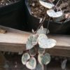 String of Hearts Variegated (Ceropegia woodii): Sale on Frek! - Image 3
