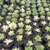 Variegated Haworthia Cymbiformis: Available on Frek! - Image 2