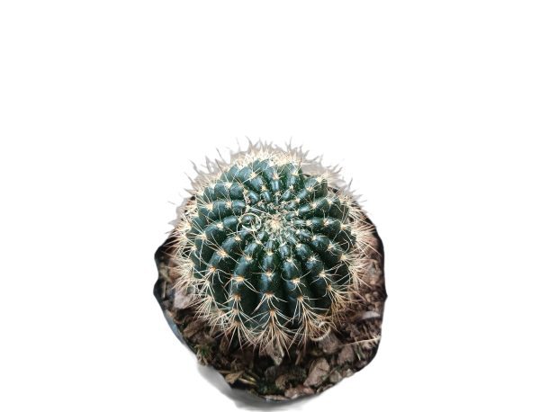 Photograph capturing the elegant simplicity of a Lobivia Sunrise Hybrid Cactus.